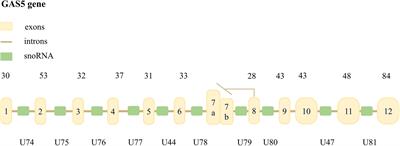 Research Progress of Long Non-Coding RNA GAS5 in Malignant Tumors